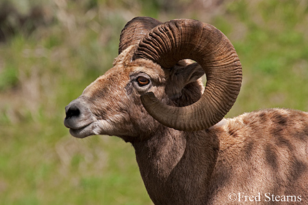 Arapaho NF Mount Evans Big Horn Lambs